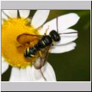 Cerceris quinquefasciata - Knotenwespe 02b 9mm OS-Hasbergen Lehmhuegel.jpg